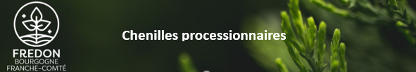 Chenilles processionnaires